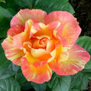 Rosa 'Rose des Cisterciens' - rózsaszín - sárga - virágágyi grandiflora - floribunda rózsa