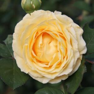 Rosa 'Gertrud Fehrle' - sárga - nosztalgia rózsa