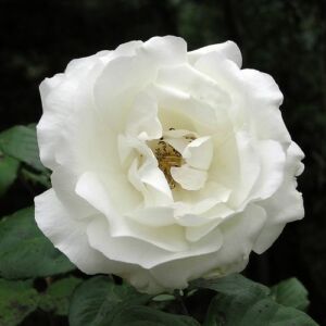 Rosa 'Sir Frederick Ashton' - fehér - teahibrid rózsa