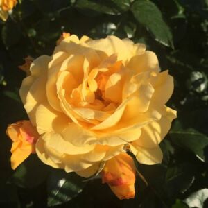 Rosa 'Friendship Forever' - sárga - virágágyi floribunda rózsa