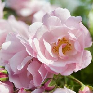 Rosa 'Noamel' - rózsaszín - talajtakaró rózsa