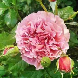 Rosa 'Belle d’Anjou' - narancssárga - nosztalgia rózsa