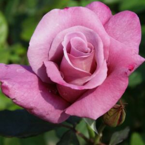Rosa 'Mauve Melodee' - rózsaszín - teahibrid rózsa