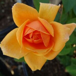 Rosa 'Sunset Song' - sárga - teahibrid rózsa