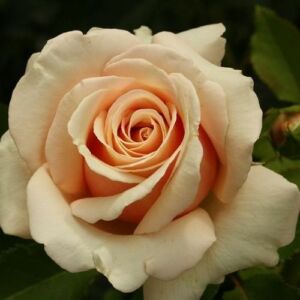 Rosa 'Paul Ricard' - rózsaszín - teahibrid rózsa