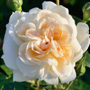 Rosa 'Flora Romantica' - fehér - nosztalgia rózsa