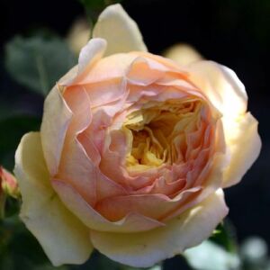 Rosa 'Casteu Gombert' - sárga - nosztalgia rózsa