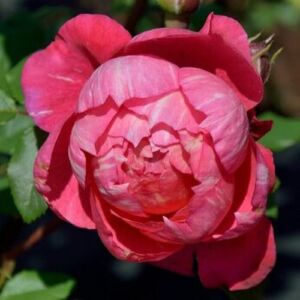 Rosa 'Crédit Mutuel' - rózsaszín - nosztalgia rózsa