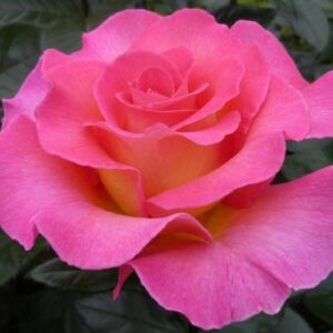 Rosa 'Pink Paradise' - rózsaszín - teahibrid rózsa