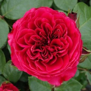 Rosa 'Red Leonardo da Vinci' - vörös - nosztalgia rózsa