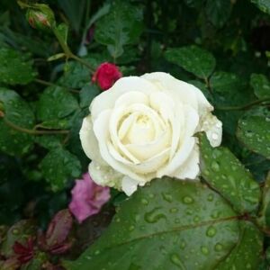 Rosa 'Sophie Scholl' - fehér - virágágyi grandiflora - floribunda rózsa