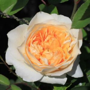 Rosa 'Golden Fleece' - sárga - climber, futó rózsa