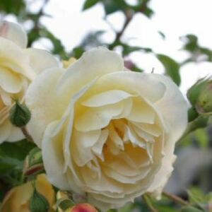 Rosa 'Scarman's Golden Rambler' - sárga - rambler, kúszó rózsa