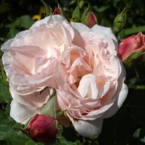 Rosa 'Eifelzauber ®' - rózsaszín - nosztalgia rózsa
