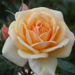 Rosa 'Sweet Honey ®' - sárga - virágágyi floribunda rózsa