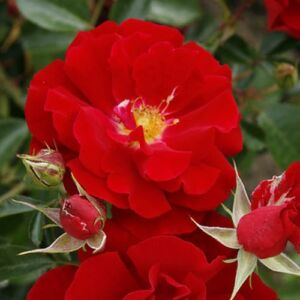 Rosa 'Brillant Korsar ®' - vörös - parkrózsa