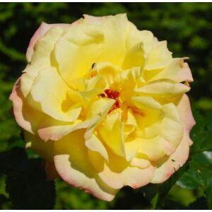 Rosa 'Rugelda ®' - sárga - parkrózsa