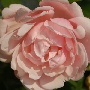 Rosa 'Albertine' - rózsaszín - történelmi - rambler, futó - kúszó rózsa