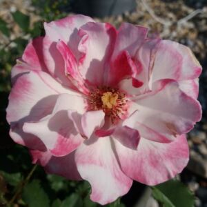 Rosa 'Tanelaigib' - rózsaszín - virágágyi floribunda rózsa