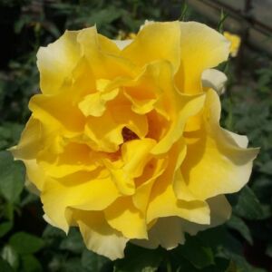 Rosa 'Adson von Melk™' - sárga - virágágyi floribunda rózsa