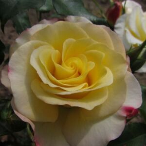 Rosa 'Hummingbird™' - sárga - rózsaszín - virágágyi floribunda rózsa