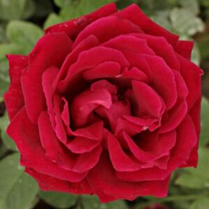 Rosa 'American Home™' - vörös - teahibrid rózsa