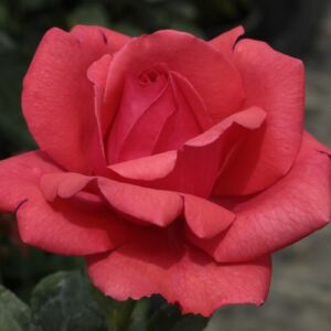 Rosa 'Amica™' - vörös - teahibrid rózsa
