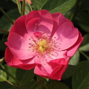 Rosa 'Angela®' - rózsaszín - parkrózsa