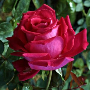 Rosa 'Anne Marie Trechslin™' - rózsaszín - teahibrid rózsa