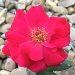 Rosa 'Anne Poulsen®' - vörös - virágágyi floribunda rózsa
