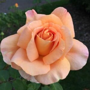 Rosa 'Apricot Silk' - narancssárga - teahibrid rózsa