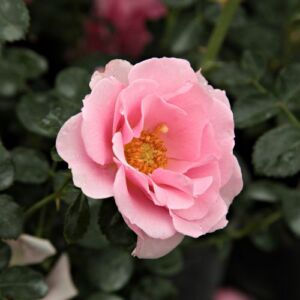 Rosa 'Baby Blanket®' - rózsaszín - virágágyi floribunda rózsa