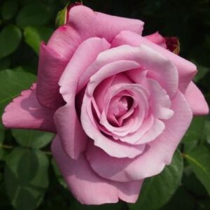 Rosa 'Violette Parfum' - lila - virágágyi floribunda rózsa