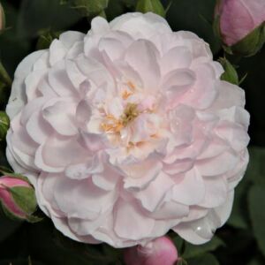 Rosa 'Blush Noisette' - rózsaszín - történelmi - noisette rózsa