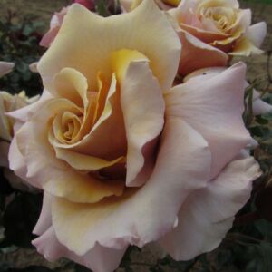 Rosa 'Magic Moment™' - sárga - teahibrid rózsa