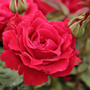 Rosa 'Burning Love®' - vörös - virágágyi grandiflora - floribunda rózsa