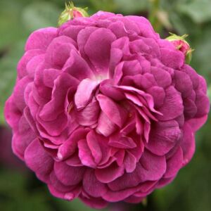 Rosa 'Cardinal de Richelieu' - lila - történelmi - gallica rózsa