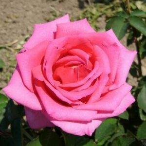 Rosa 'Chic Parisien' - rózsaszín - virágágyi floribunda rózsa