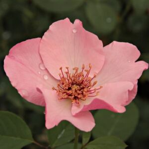 Rosa 'Dainty Bess' - rózsaszín - történelmi - tea rózsa