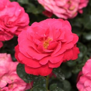 Rosa 'Dauphine™' - rózsaszín - virágágyi floribunda rózsa
