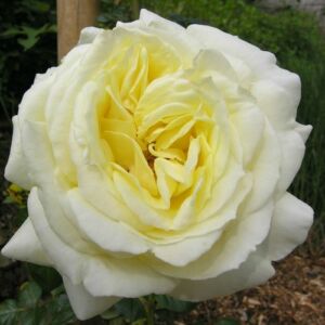 Rosa 'Elfe®' - sárga - climber, futó rózsa