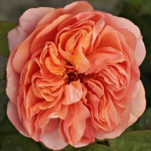 Rosa 'Ellen' - narancssárga - angol rózsa