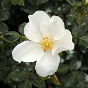 Rosa 'Escimo®' - fehér - talajtakaró rózsa
