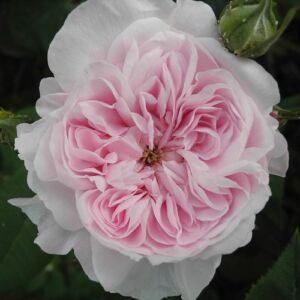 Rosa 'Fantin-Latour' - rózsaszín - történelmi - centifolia rózsa
