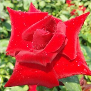 Rosa 'Fountain' - vörös - teahibrid rózsa