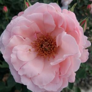 Rosa 'Pink Elizabeth Arden' - rózsaszín - virágágyi floribunda rózsa