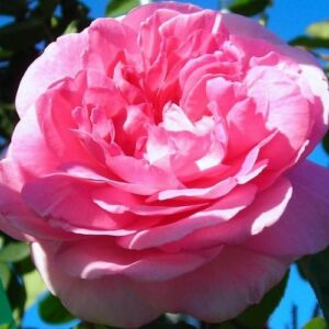 Rosa 'Ausbord' - rózsaszín - angol rózsa