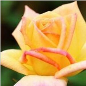 Rosa 'Gold Crown®' - sárga - teahibrid rózsa