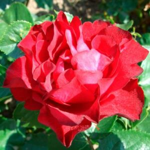 Rosa 'Inge Kläger' - vörös - virágágyi floribunda rózsa