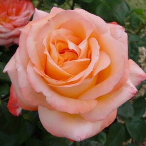 Rosa 'Joyfulness' - narancssárga - teahibrid rózsa